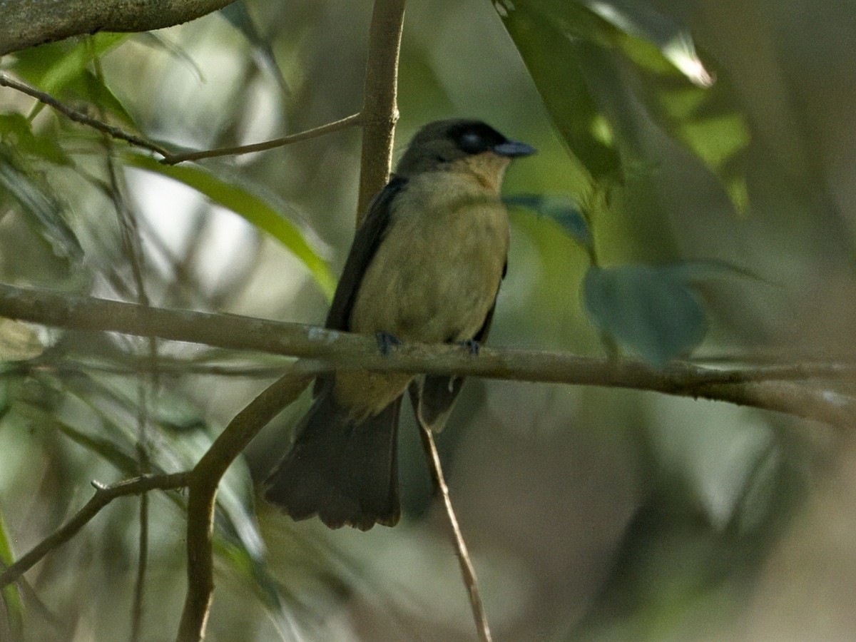 Black-goggled Tanager - ML641944686