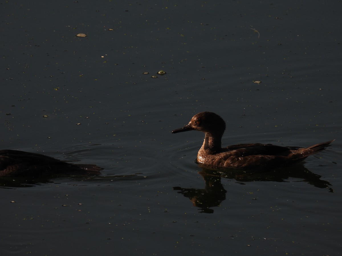 Hooded Merganser - ML641944719