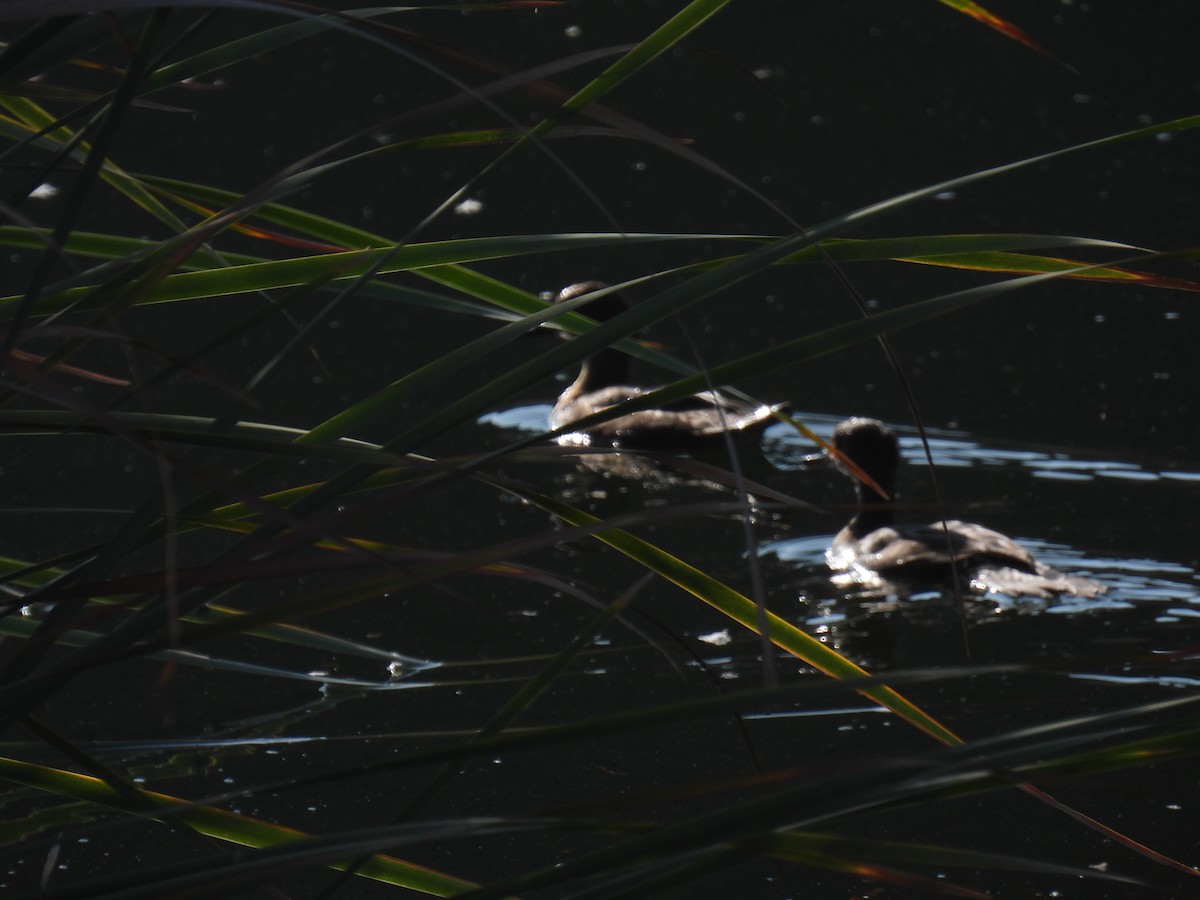 Hooded Merganser - ML641944720