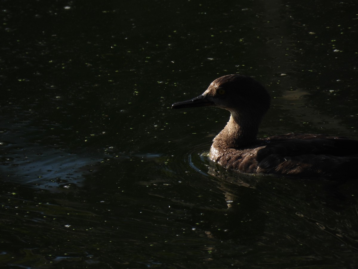 Hooded Merganser - ML641944721