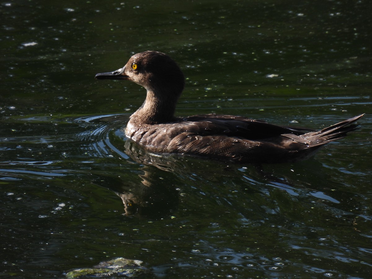 Hooded Merganser - ML641944722