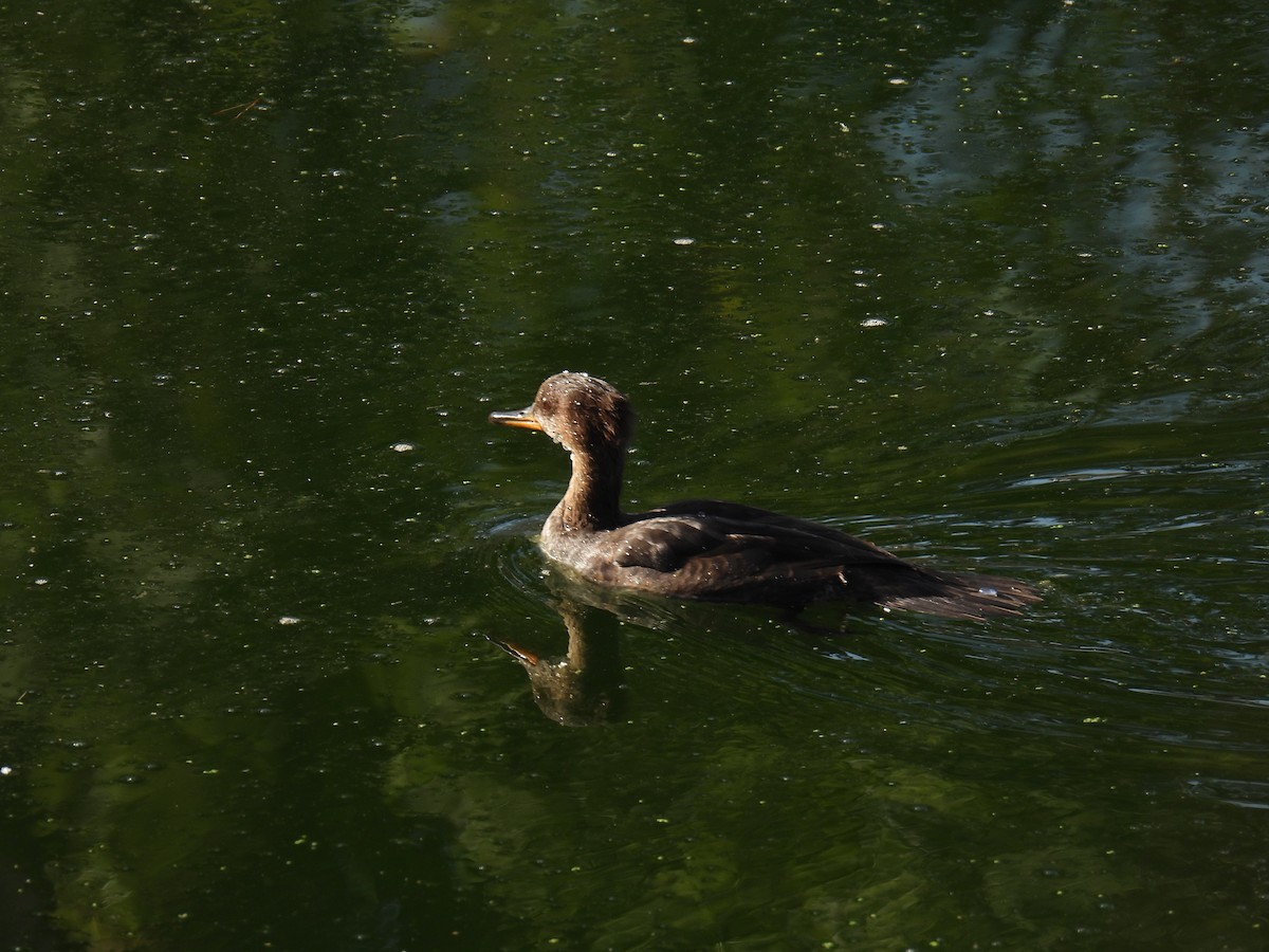 Hooded Merganser - ML641944723