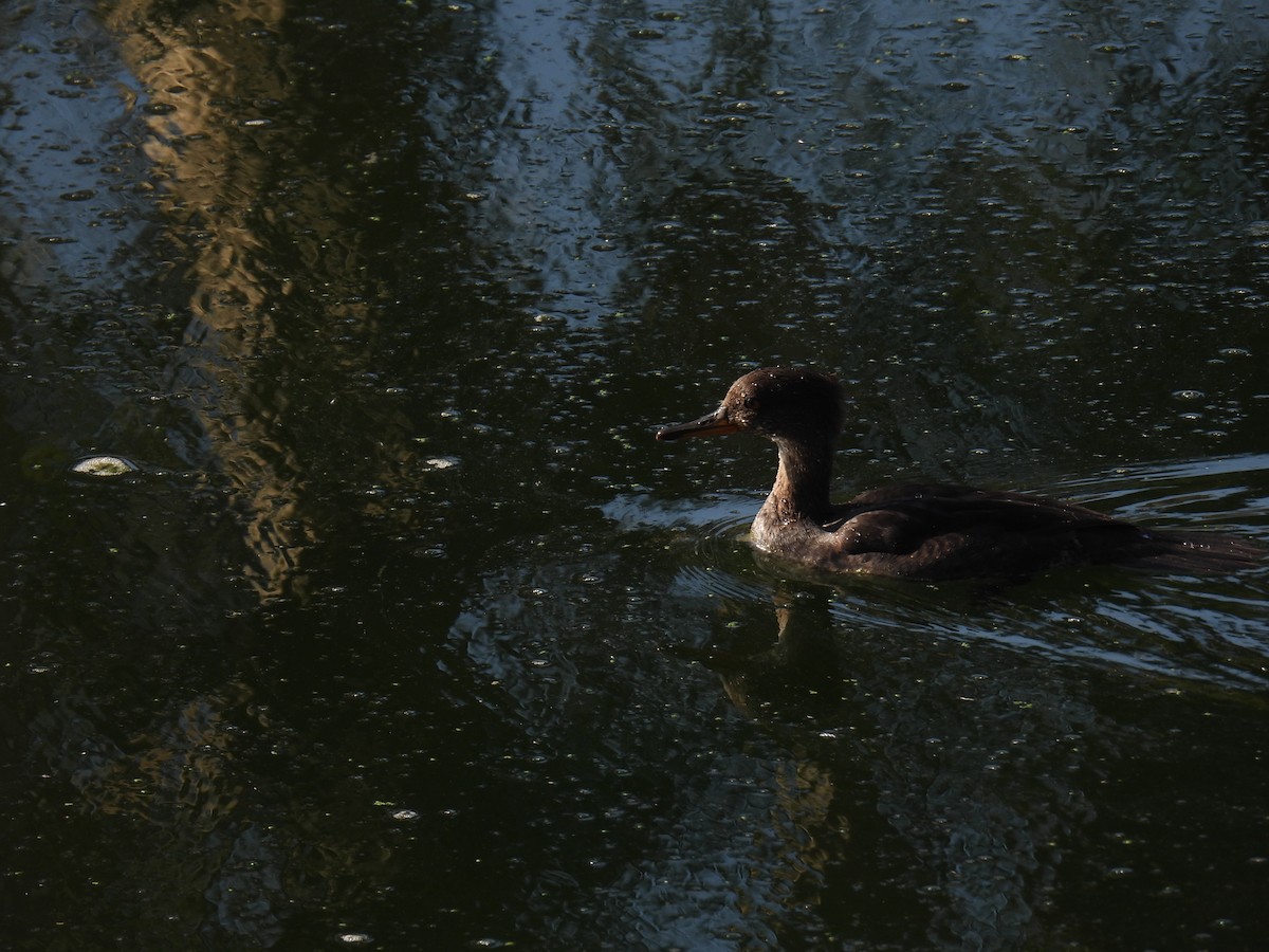 Hooded Merganser - ML641944724