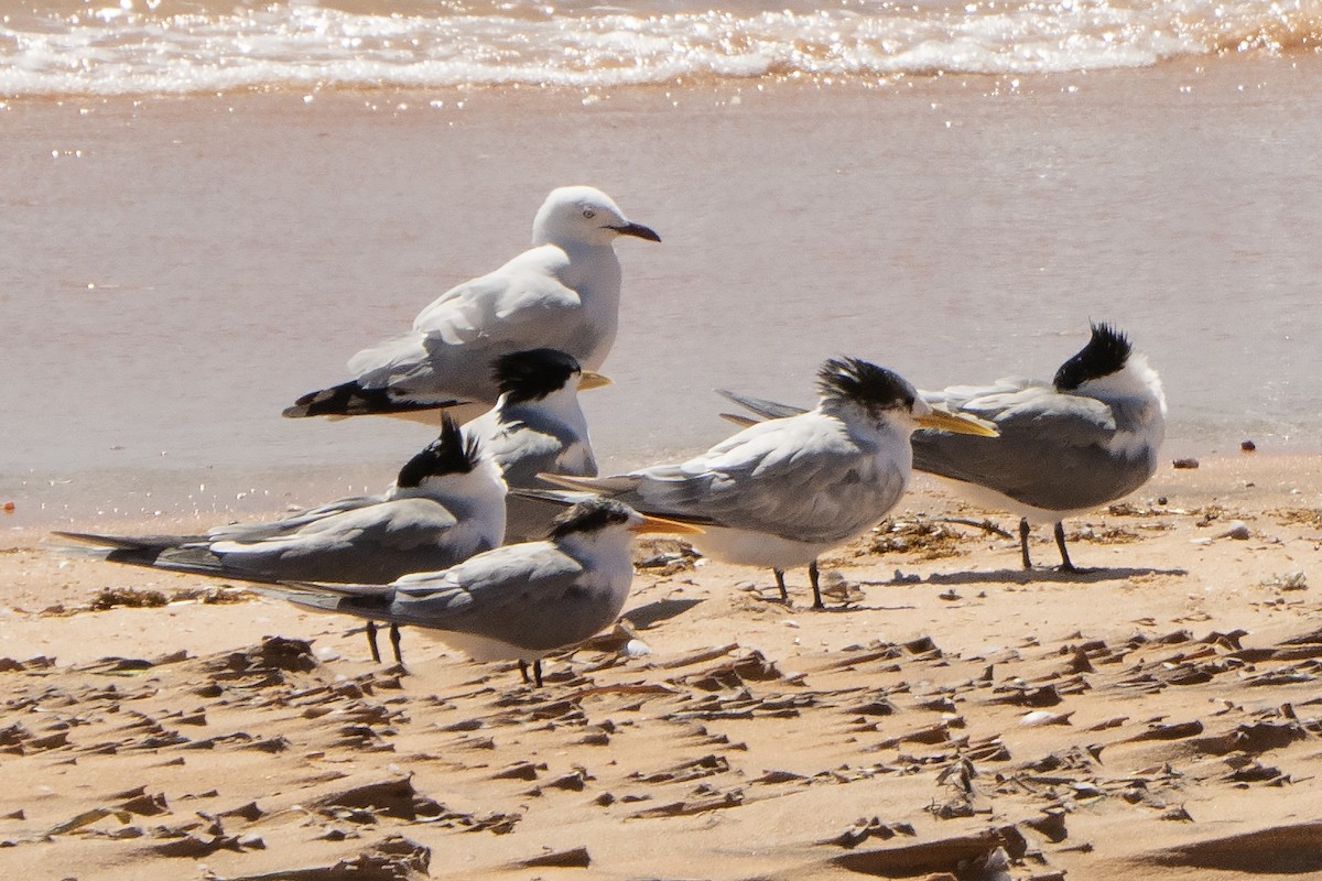 Lesser Crested Tern - ML641944730