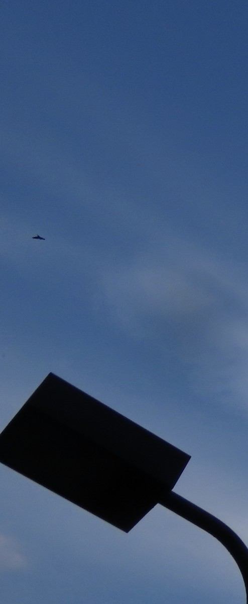 Chimney Swift - ML641944748
