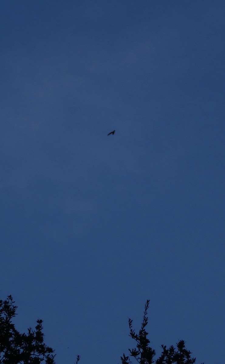 Chimney Swift - ML641944749