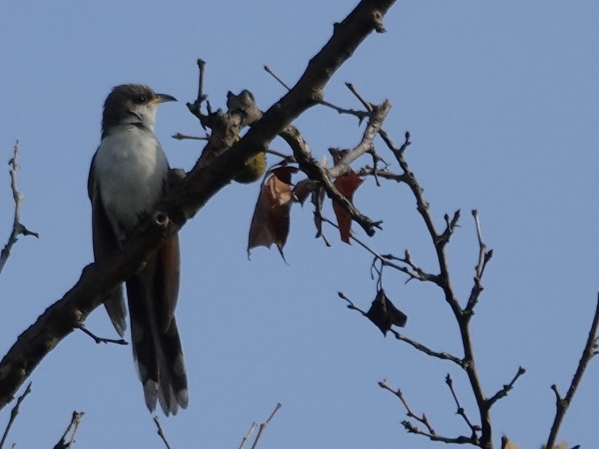 Yellow-billed Cuckoo - ML641944753