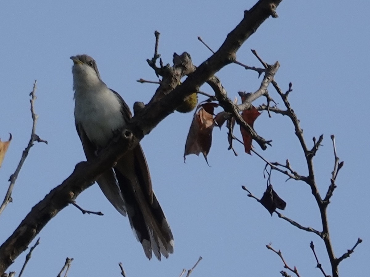 Yellow-billed Cuckoo - ML641944754