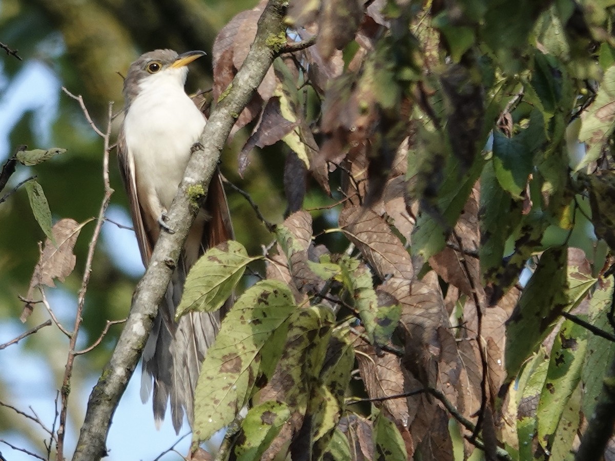 Yellow-billed Cuckoo - ML641944755