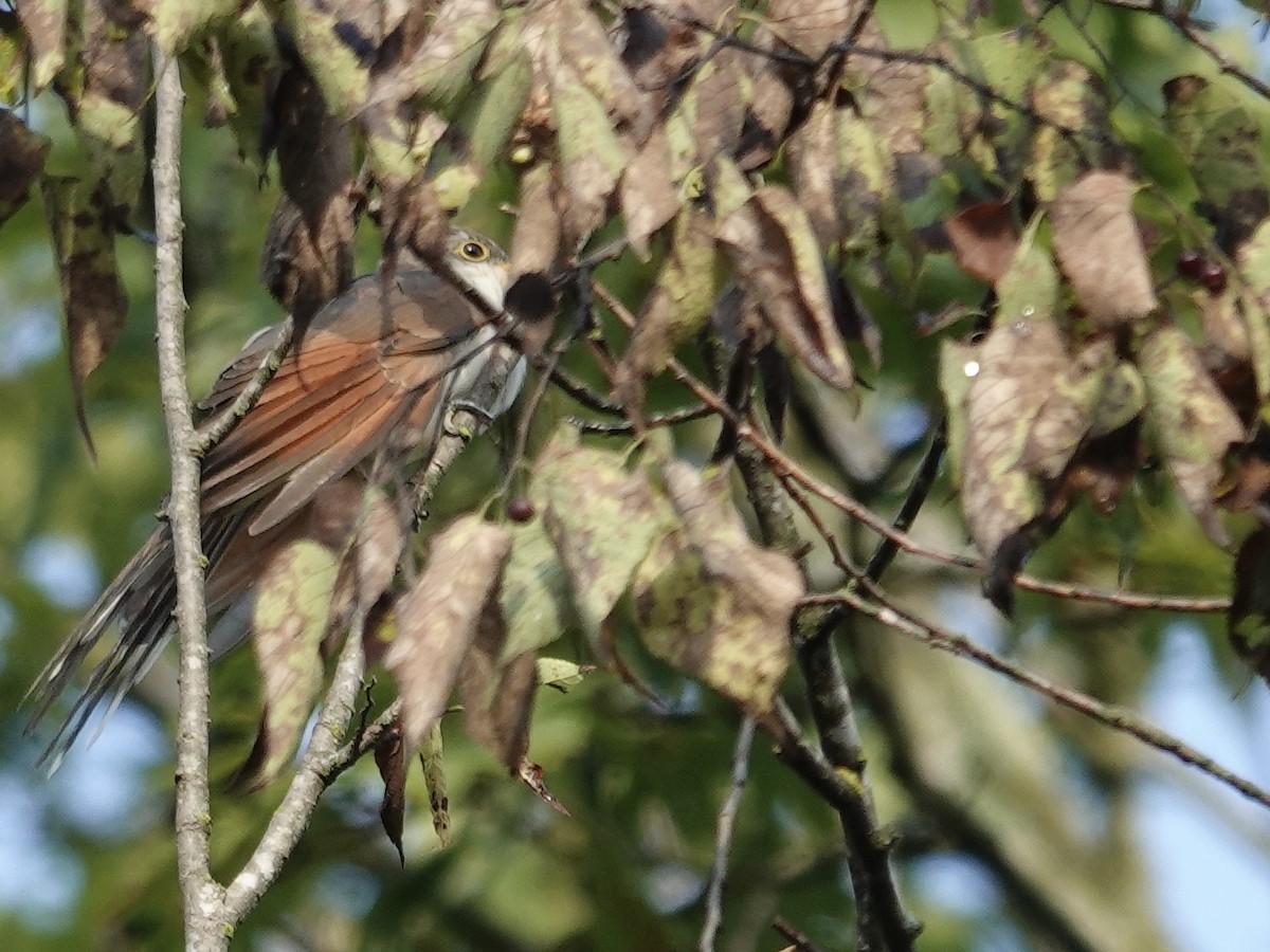 Yellow-billed Cuckoo - ML641944756