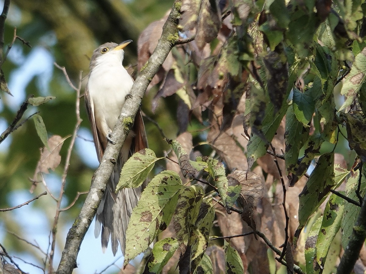 Yellow-billed Cuckoo - ML641944757