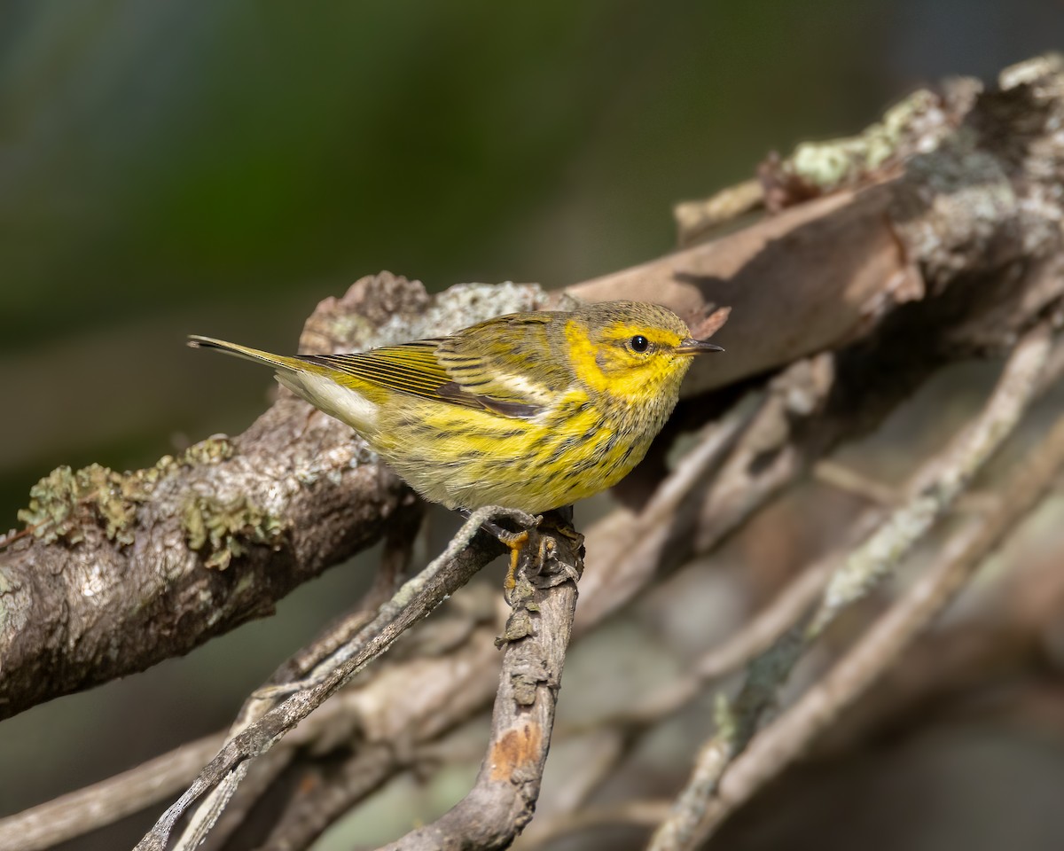 Cape May Warbler - ML641944760