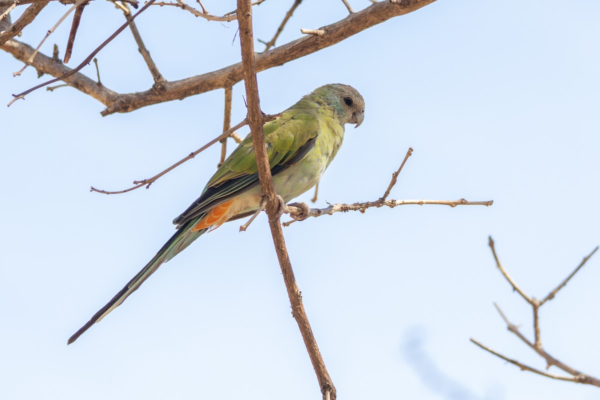 ヒスイインコ - ML641944761