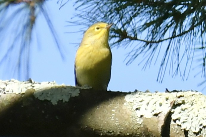 Pine Warbler - ML641944766