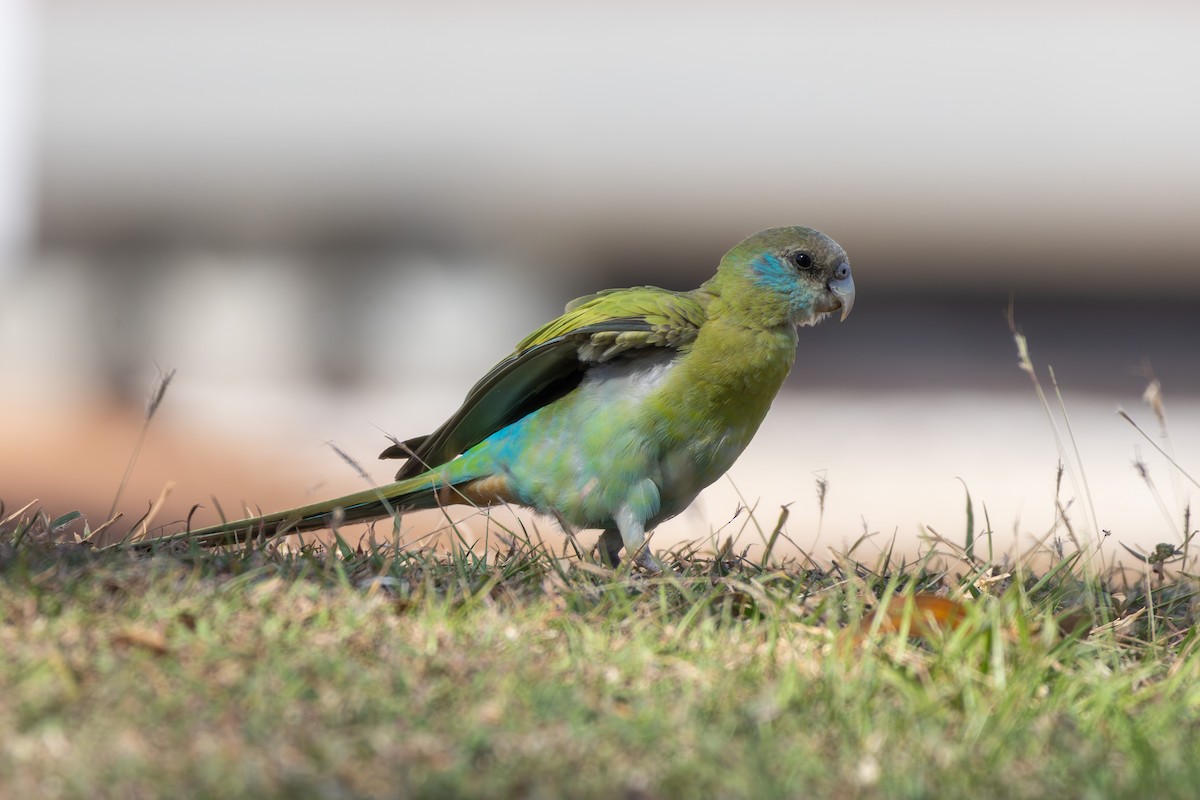 Hooded Parrot - ML641944774