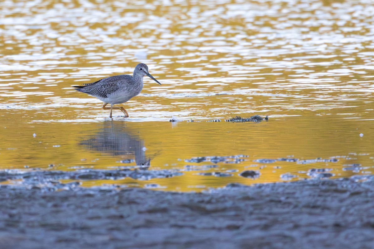 Greater Yellowlegs - ML641944777