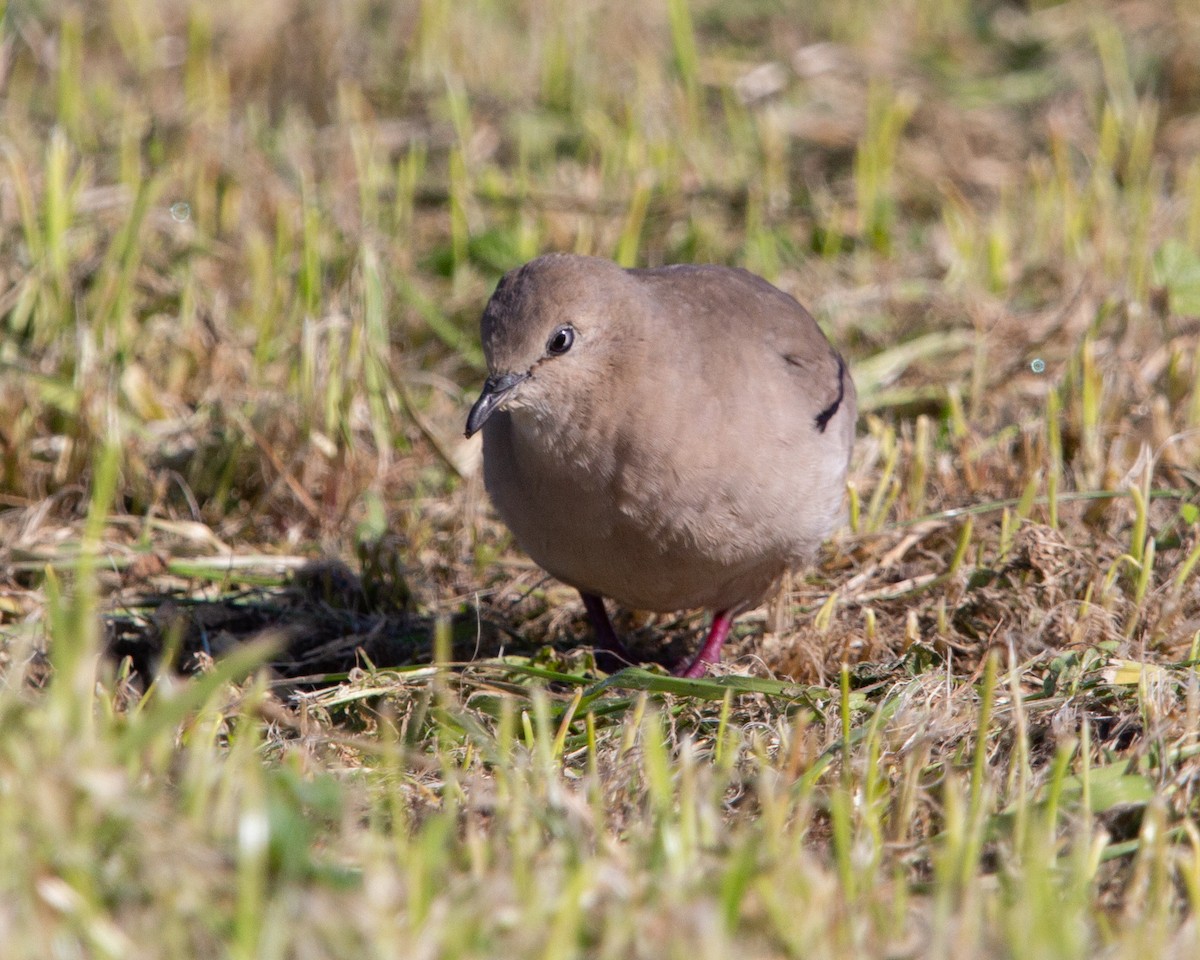 Picuitäubchen - ML641944781
