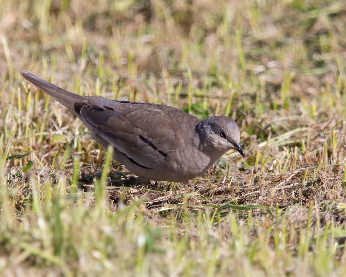 Picuitäubchen - ML641944782