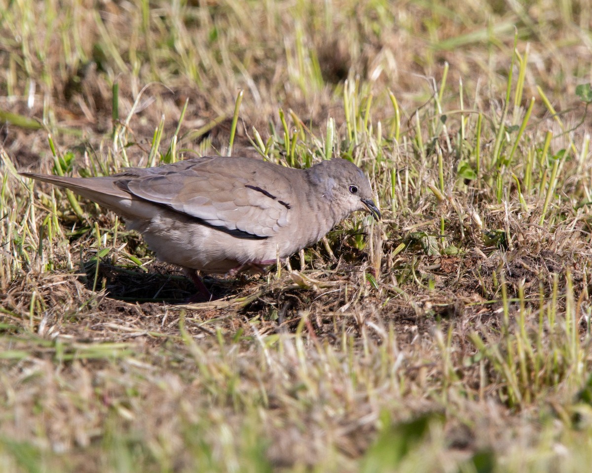Picuitäubchen - ML641944783