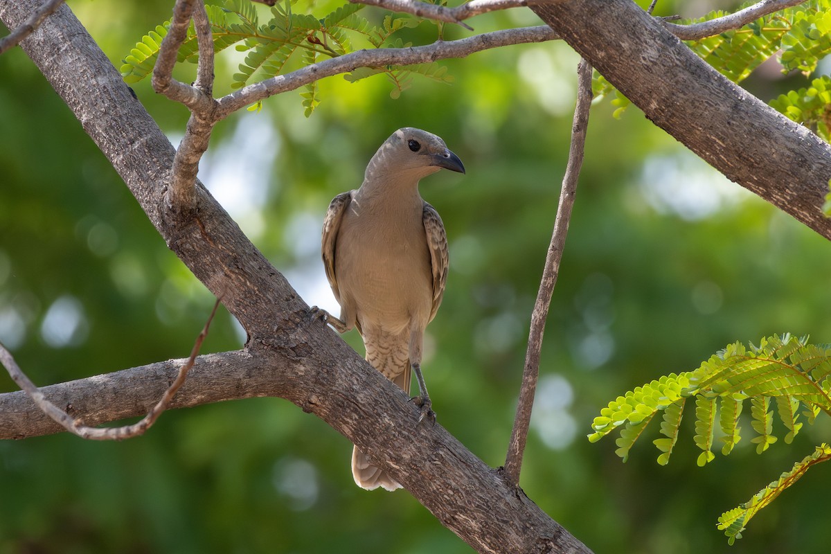 Great Bowerbird - ML641944792