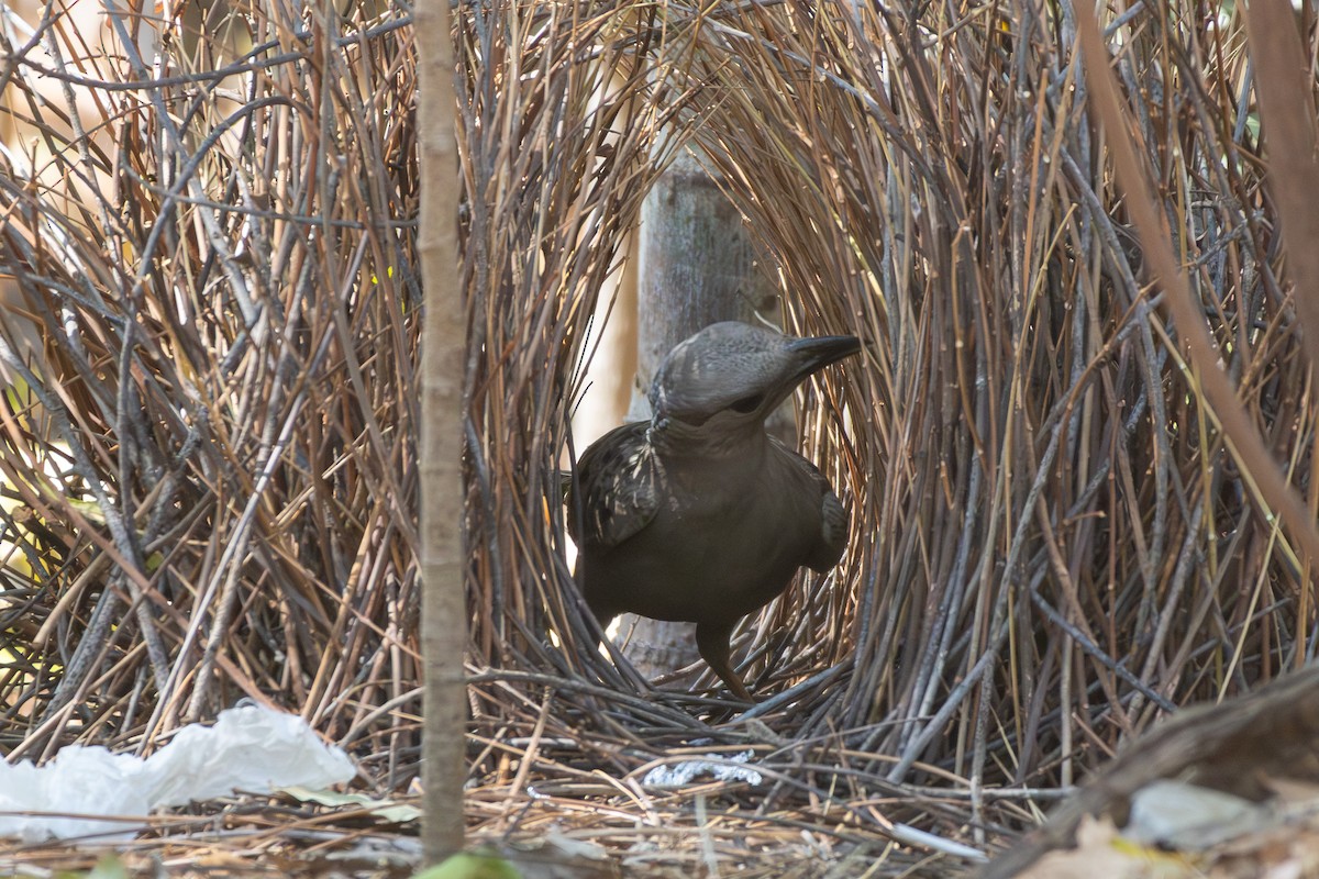 Great Bowerbird - ML641944793