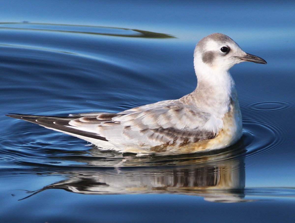 Bonaparte's Gull - ML641944809