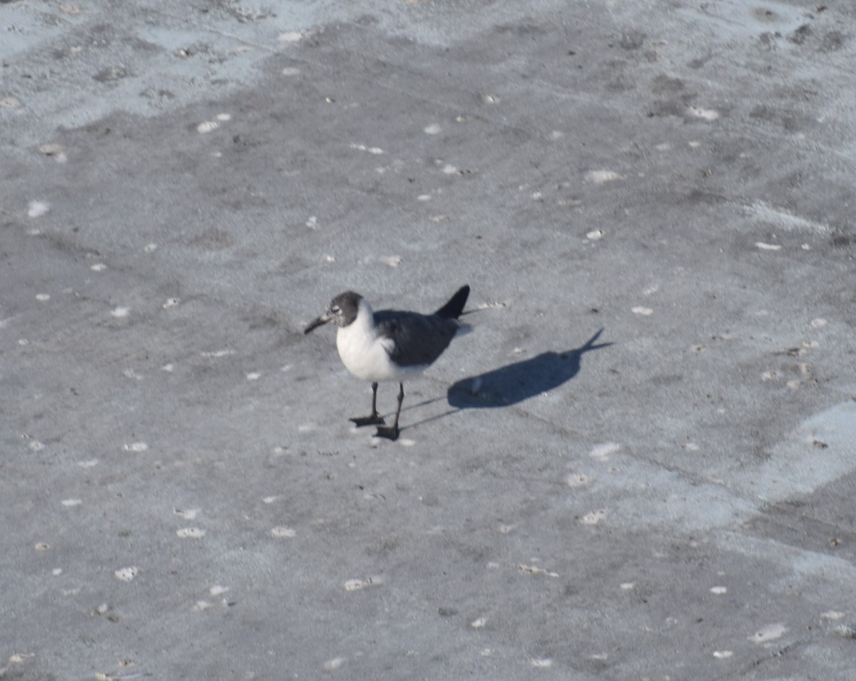 Laughing Gull - ML641944812