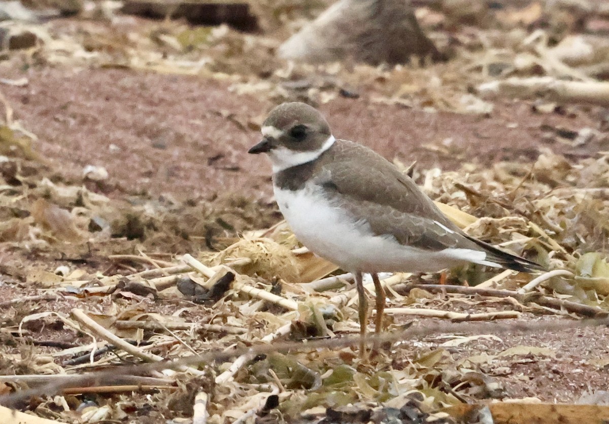 Semipalmated Plover - ML641944813