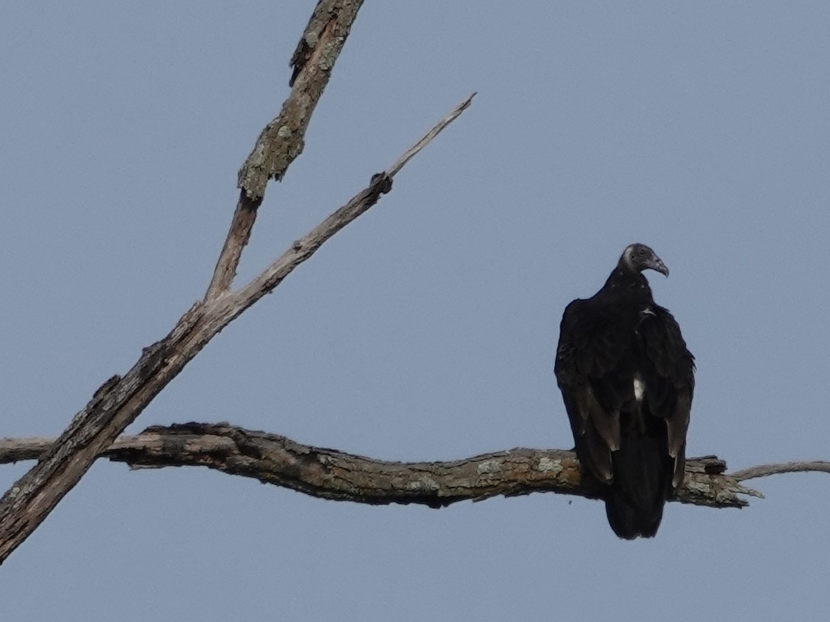 Turkey Vulture - ML641944814