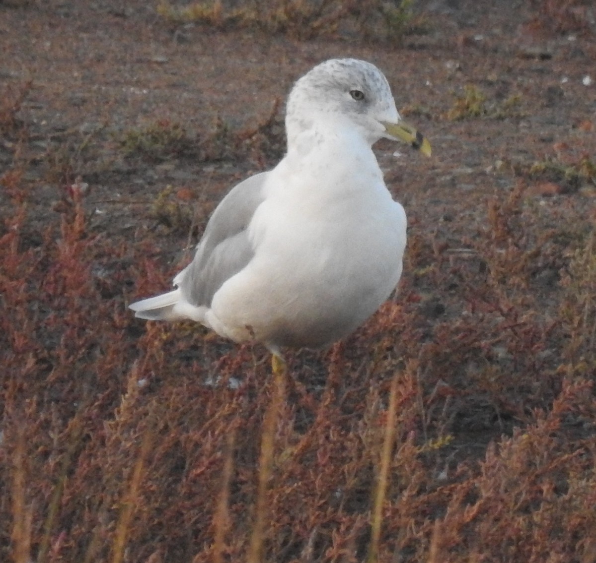 Ring-billed Gull - ML641944816