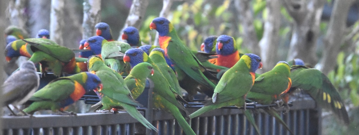Rainbow Lorikeet - ML641944817