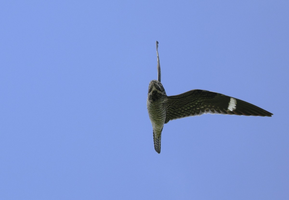 Common Nighthawk - ML641944818