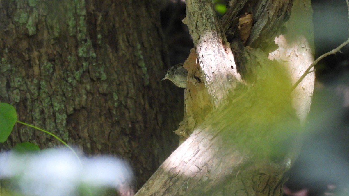 Northern House Wren - ML641944819