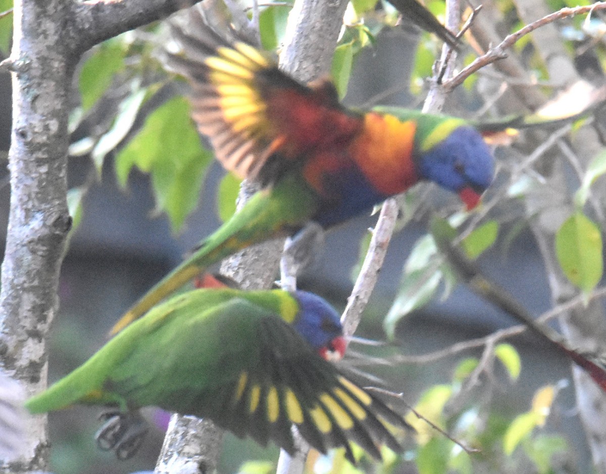 Rainbow Lorikeet - ML641944820