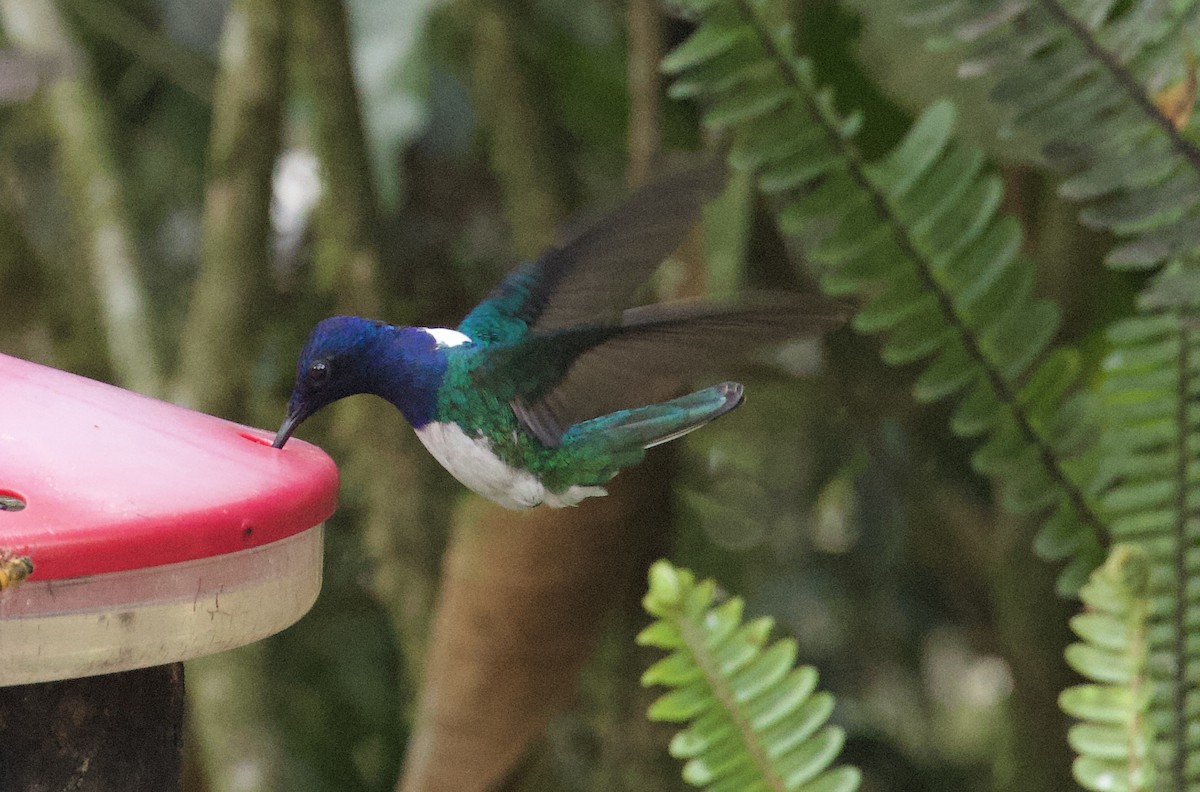 White-necked Jacobin - ML641944821