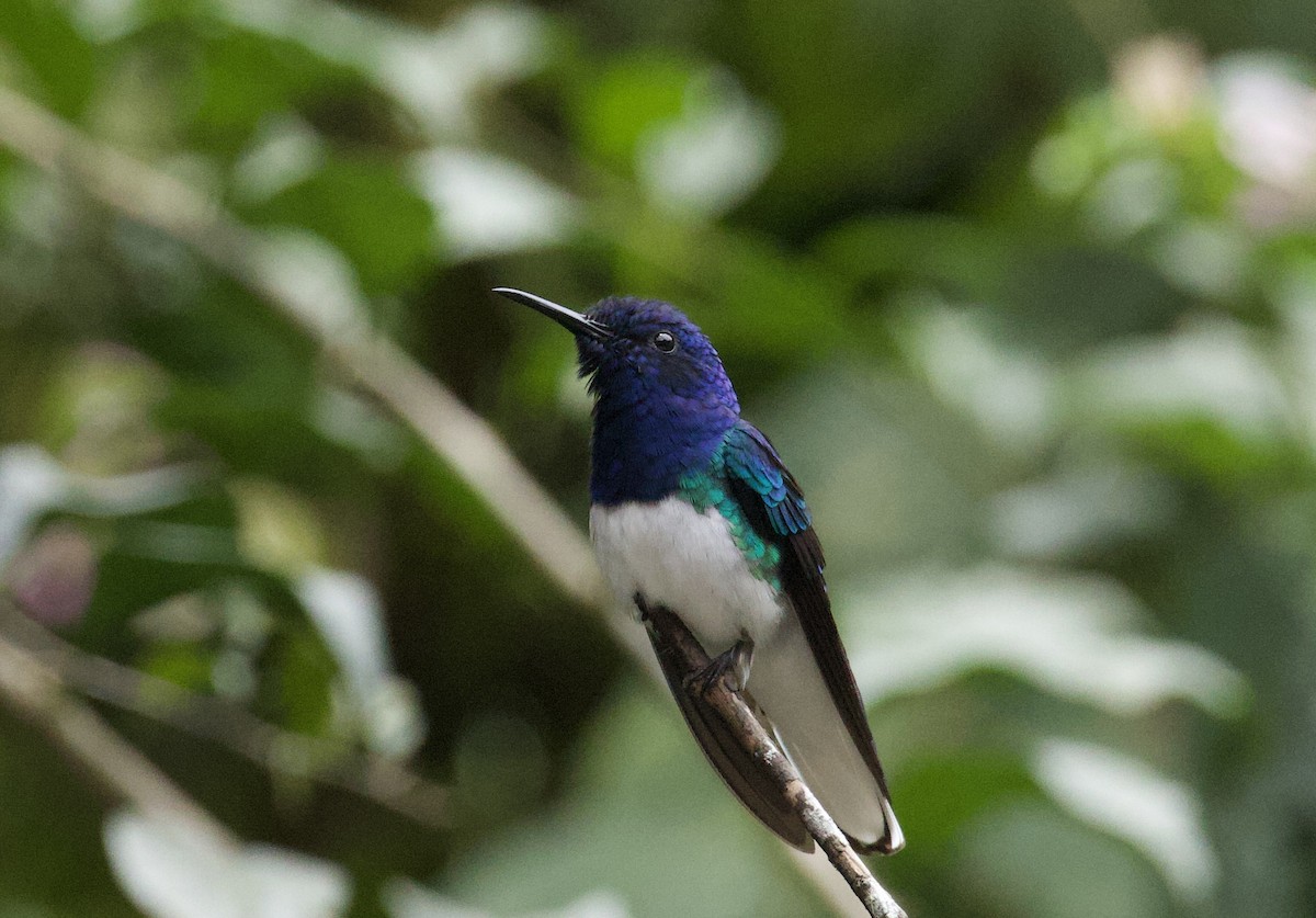 White-necked Jacobin - ML641944822