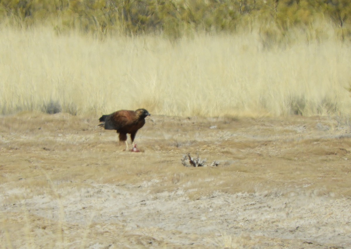 Variable Hawk - ML641944826