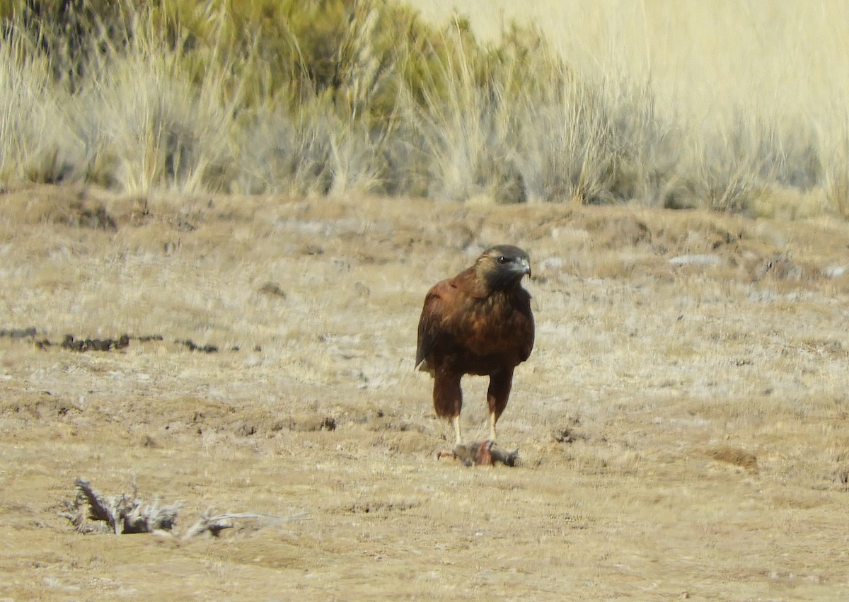 Variable Hawk - ML641944827