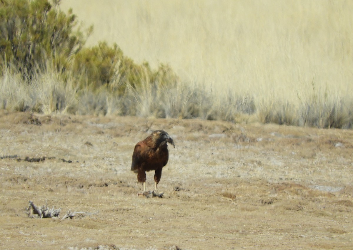 Variable Hawk - ML641944828