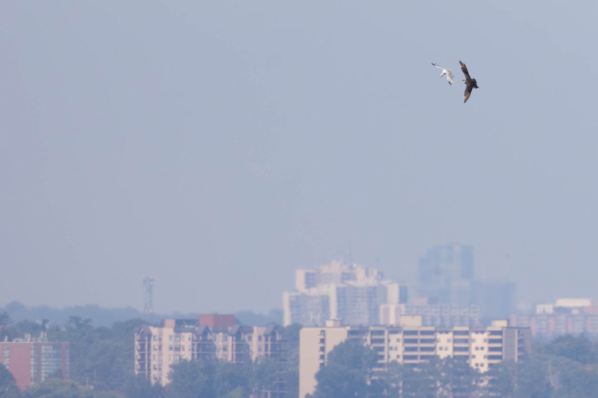 Parasitic Jaeger - ML641944829