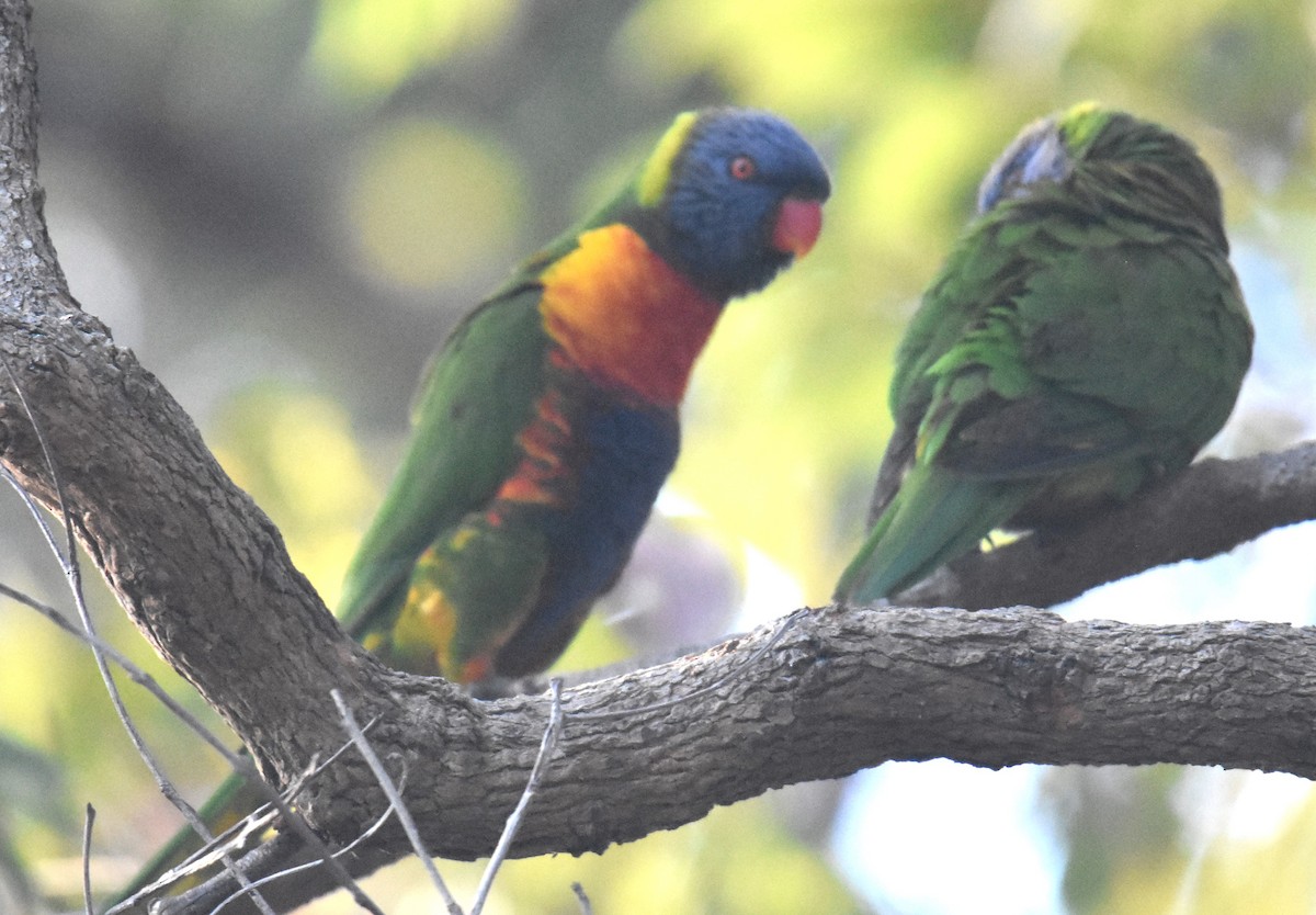 Rainbow Lorikeet - ML641944833