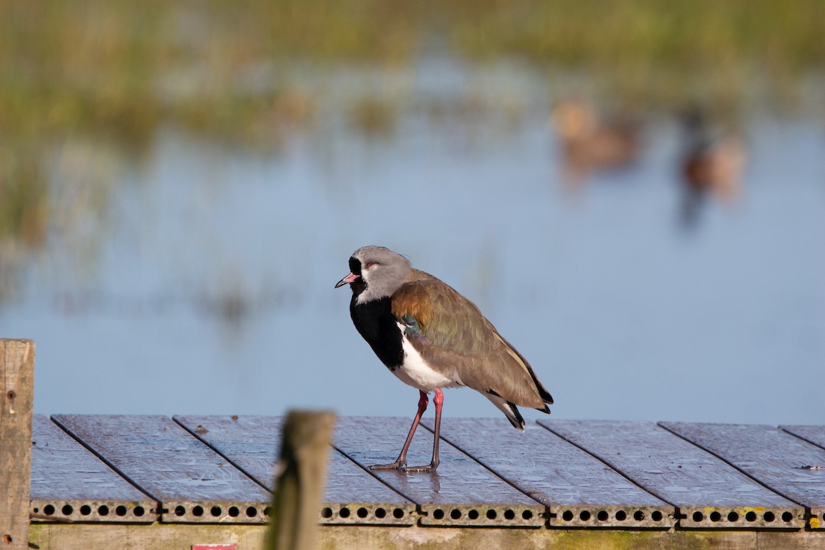 Southern Lapwing - ML641944835