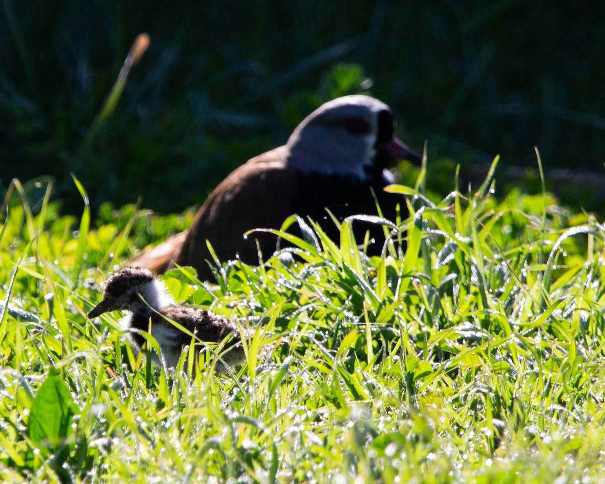 Southern Lapwing - ML641944837