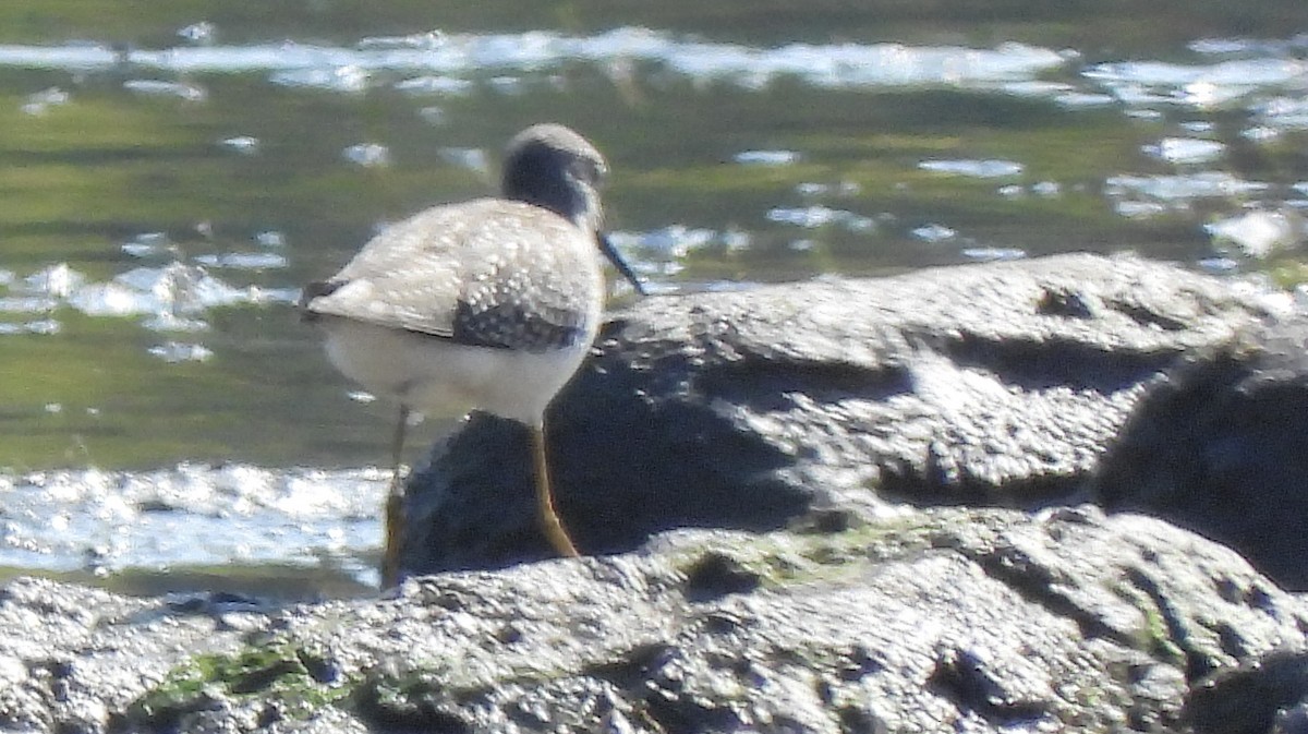 Lesser Yellowlegs - ML641944839
