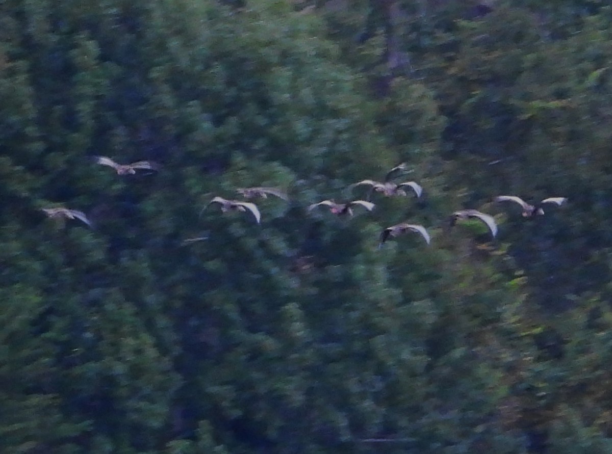 Black-bellied Whistling-Duck (fulgens) - ML641944840