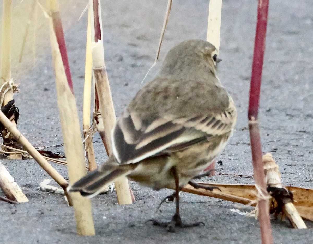 American Pipit - ML641944841