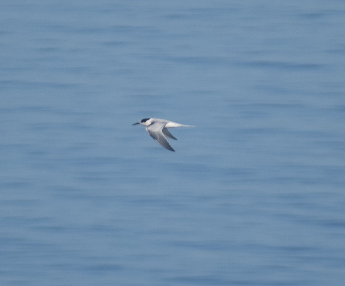 Roseate Tern - ML641944842