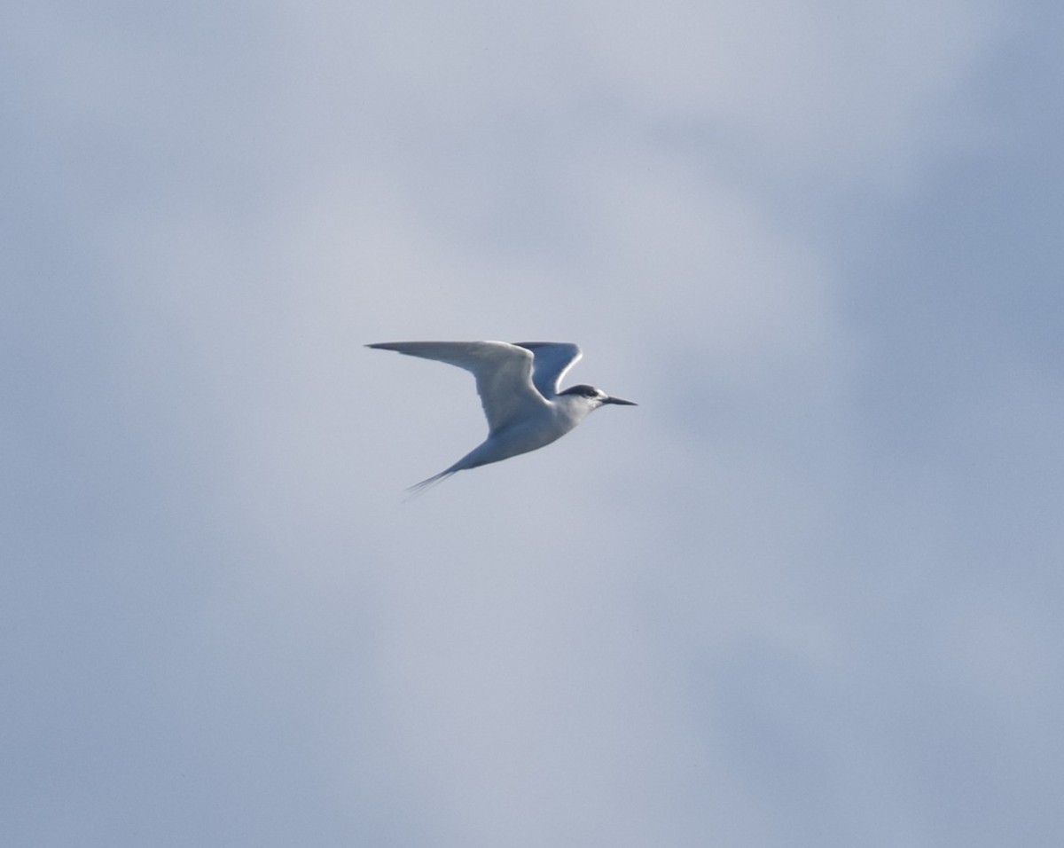 Roseate Tern - ML641944843