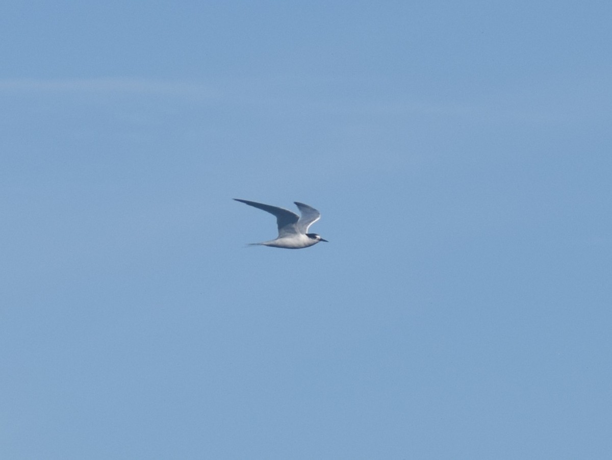 Roseate Tern - ML641944844