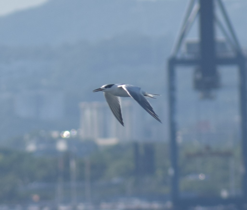 Roseate Tern - ML641944845
